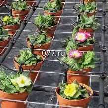 система автоматического полива (оросительная, поливочная) Жук Теплица, для капельного полива