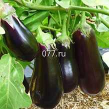 семена овощных культур (овощей)