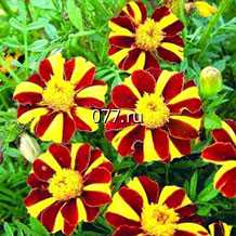 семена цветов