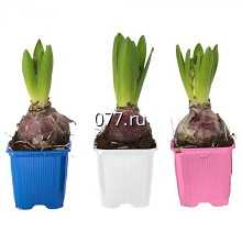 материал посадочный (саженцы, рассада) цветов луковичных (из луковицы)