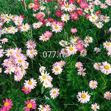 материал посадочный (саженцы, рассада) цветов однолетних петуния грандифлора ЛИМБО БЛЮ