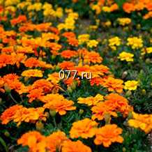 материал посадочный (саженцы, рассада) цветов многолетних ирис бородатый Оранж Харвест