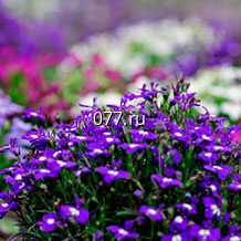 материал посадочный (саженцы, рассада) цветов однолетних бегония вечноцветущая зеленолистная БАДА БИНГ - ВАЙТ