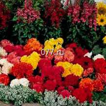 материал посадочный (саженцы, рассада) цветов многолетних флокс метельчатый Аметист