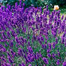 материал посадочный (саженцы, рассада) цветов многолетних тысячелистник Паприка