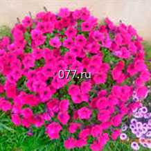 материал посадочный (саженцы, рассада) цветов многолетних розы, флоксы, хоста, эремурус, лиатрис, лилейник, сныть