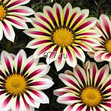 материал посадочный (саженцы, рассада) цветов однолетних