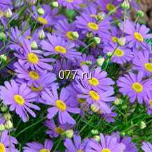 материал посадочный (саженцы, рассада) цветов однолетних