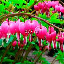 материал посадочный (саженцы, рассада) цветов многолетних