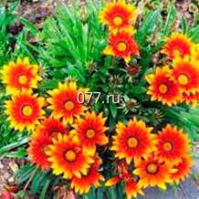 материал посадочный (саженцы, рассада) цветов многолетних нивянник Фиона Когхил