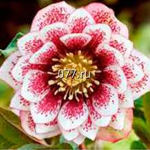 материал посадочный (саженцы, рассада) цветов многолетних дельфиниум Делфиз Джуел