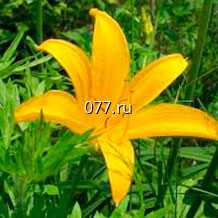 материал посадочный (саженцы, рассада) цветов однолетних астра однолетняя 