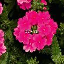 материал посадочный (саженцы, рассада) цветов однолетних газания ДАЙБРЕК РОУЗ СТРАЙП