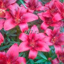 материал посадочный (саженцы, рассада) цветов многолетних лилейник Хеа Луис Бутч