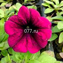 материал посадочный (саженцы, рассада) цветов многолетних герань садовая Эльке