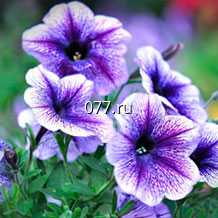 материал посадочный (саженцы, рассада) цветов многолетних лютик азиатский Авив, смесь