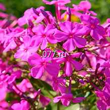 материал посадочный (саженцы, рассада) цветов однолетних колеус Визард- РЕД ВЕЛЬВЕТ