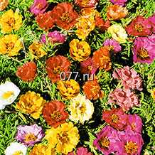 материал посадочный (саженцы, рассада) цветов многолетних хоста Шуга Деди