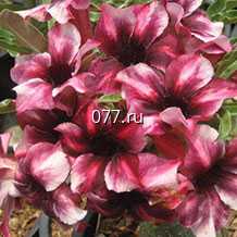 материал посадочный (саженцы, рассада) цветов однолетних виола крупноцветковая Пауэр - ФАЙР