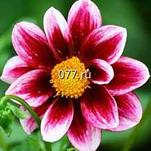 материал посадочный (саженцы, рассада) цветов однолетних георгина  Фигаро (микс)