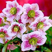 материал посадочный (саженцы, рассада) цветов многолетних примула японская Миллерс Кримсон