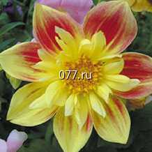 материал посадочный (саженцы, рассада) цветов однолетних вербена Кварц БУРГУНДИ