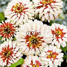 материал посадочный (саженцы, рассада) цветов многолетних астра, брунера, бадан, гейхера, герань