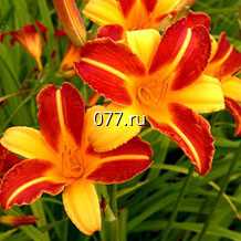 материал посадочный (саженцы, рассада) цветов однолетних бегония ОРАНЖ