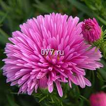 материал посадочный (саженцы, рассада) цветов многолетних очиток (седум, грыжная трава), пион, традесканция