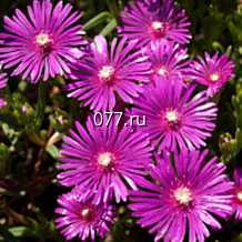 материал посадочный (саженцы, рассада) цветов однолетних астра однолетняя 