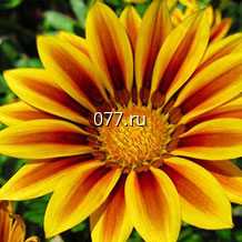 материал посадочный (саженцы, рассада) цветов однолетних примула ПИОНЕР БУРГУНДИ ФЛЕЙМ