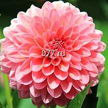 материал посадочный (саженцы, рассада) цветов многолетних розы, флоксы, хоста, эремурус, лиатрис, лилейник, сныть