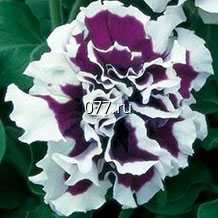 материал посадочный (саженцы, рассада) цветов однолетних циния Мастер ВАЙТ