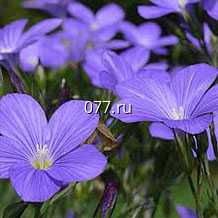 семена цветов