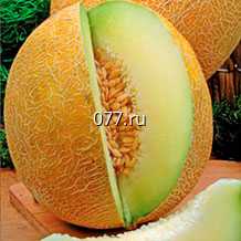 семена дыни Медовая гигантская F1