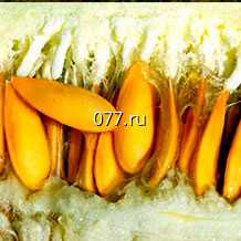 семена дыни Сладкий ананас F1