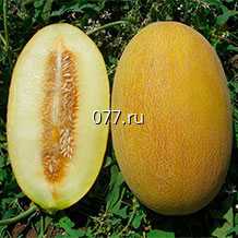 семена дыни Раймонд F1