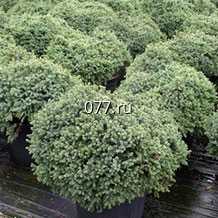 материал посадочный (саженцы) культур древесно-кустарниковых декоративных хвойных ель канадская Эхиниформис