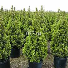 материал посадочный (саженцы) культур древесно-кустарниковых декоративных хвойных ель канадская Коника