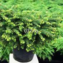 материал посадочный (саженцы) культур древесно-кустарниковых декоративных хвойных ель обыкновенная Нидиформис