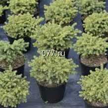 материал посадочный (саженцы) культур древесно-кустарниковых декоративных хвойных ель обыкновенная Томпа