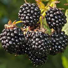 материал посадочный (саженцы) культур древесно-кустарниковых плодовых ежевика колючая (с шипами) Агавам, Тройная корона неколючая (бесшипная), Торнфри среднеспелый средний ЗКС, жимолость съедобная