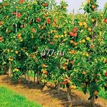 сад плодовый-устройство