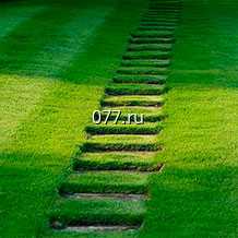 газон рулонный Теневой