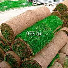 газон рулонный Стандартный