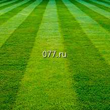 газон рулонный Элитный