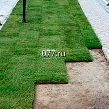 газон рулонный Городской