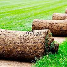 газон рулонный Универсальный