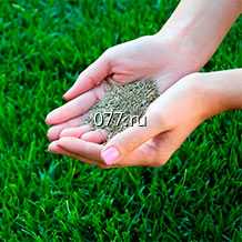 семена травы газонной детская площадка, импортные травосмеси