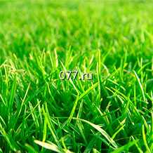 семена травы газонной